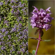 Thyme - Lemon (Wild) seeds