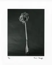 black and white photography art original-Tenmi HANAGI FLEURISME-AMARYLLIS