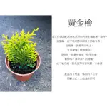 心栽花坊-黃金檜/3吋/松杉柏檜/綠化植物/綠籬植物/售價50特價40
