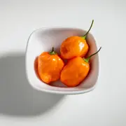 Chilli - Magnum seeds