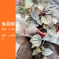 在飛比找蝦皮購物優惠-5吋 黑美人西瓜椒草 兔耳椒草 黑美人椒草 椒草 西瓜椒草 