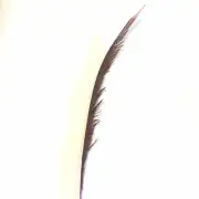 Golden Pheasant Centre Tail Feather x 10 pcs - Hot Pink ((BULK PACK))