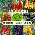 台園［開發票］收據 免運 【番茄種子大全】西紅柿種子 蔬菜種子 盆栽聖女果 四季種植果子