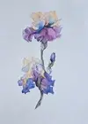 Original Watercolor Brend New. Irises. HandMade. 19/27cm