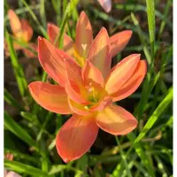 在飛比找蝦皮購物優惠-進口風雨蘭 Rainlily Z. Spring 春天 開花