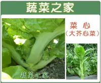 在飛比找Yahoo!奇摩拍賣優惠-【蔬菜之家00A27】大包裝.菜心種子30克(大心芥菜.蔬菜