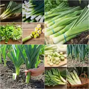 Leek - Heirloom Mix seeds
