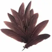 Under 6" Silver Pheasant Tail Feather x 10 pcs - Chocolate Brown