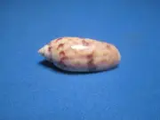 Oliva efasciata berti Terzer, 1986 "EXCEPTIONAL!" (28.0mm)
