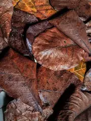 Indian Almond Leaves Terminalia Catappa Fish Aquarium