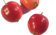 Buy Crab apple Ioensis Plena Fruit Tree (Malus Ioensis)