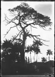 Lord Howe Island Large gum tree surrounded by palm trees, Lord How - Old Photo