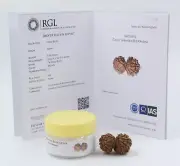 ShivaRatna Gauri Shankar Rudraksha with Certificate (Elite Range) Collector Size