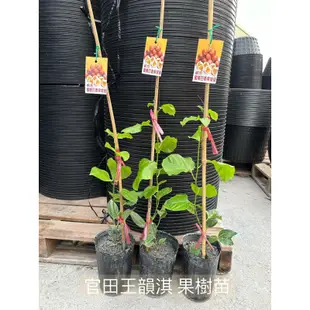 [種植趣] 新品種 嫁接百香果苗 大果 甜度高 酸度低 抗病強 高穩定 台農1號 滿天星 黃金百香果 金三角 蜜糖 果樹