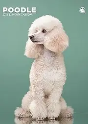 Poodle Calendar 2026 – Elegant and Playful
