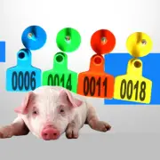 1-100 Cattle Number Ear Tags Set 5x4cm - Small Cow Sheep Pig Livestock Labe NEW