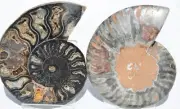 Large Black Ammonite PAIR Deep Crystals 110myo FOSSIL 84mm 3.3" 9427cc