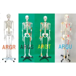 可開發票 170cm骨骼附肌肉著色及韌帶模型 高級人體骨骼模型 美術 藝用 標準骨骼骨架 教學教具模型ARGU客滿來