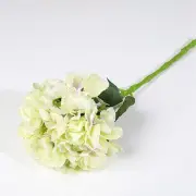Single Hydrangea