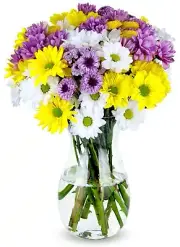 Benchmark Bouquets 16 Stem Chrysanthemum Daisies Glass Vase Included Gift Fre...
