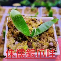 在飛比找蝦皮購物優惠-✨KAI鹿角蕨👍【侏儒銀爪哇 P.Willinckii cv