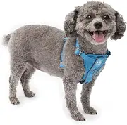 Kurgo Tru-Fit Smart Harness, Dog Harness, Pet Walking Harness, Quick Release Buckles, Front D-Ring for No Pull Training, Includes Dog Seat Belt Tether (Blue, Small)