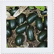 3dRose Green Pill Millipede Insects, Mantadia, Madagascar-AF24 Ksc0080-Kevin Schafer-Quilt Square, 6 by 6" (qs_72701_2)