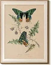 InSimSea Vintage Butterfly Framed Wall Art for Living Room, Elegant Botanical Nature Print, Perfect for Adding Timeless Charm and Beauty to Home Walls and Interior Spaces 16L x 12W