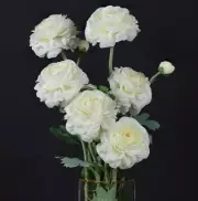 Artificial Ranunculus Long Stem Buttercup Silk Flowers 6pcs for Home White 1