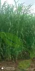 Super Napier Grass ,Hybrid Grass Elephant Grass Seeb (200 seebs) per packet