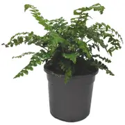 120mm Shiny Shield Fern - Polystichum retroso-palaceum
