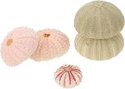 CAXUSD 5Pcs Sea Shell Planters for Home Decor Small Holders for Fish Tank Decoration and Indoor Garden