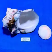 Turbo marmoratus 172mm Natural Turban Shell Sea shells