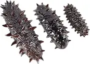Gogogmee Real Touch Sea Cucumber Models Lifelike Food Photo Props Decorative Sea Cucumber Set