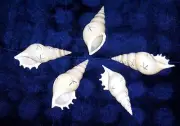 FIVE (5) WHITE TIBIA STAR CUT SEA SHELL BEACH DECOR CRAFT REEF TROPICAL
