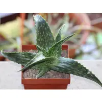 在飛比找蝦皮購物優惠-Aloe tweedieae 蘆薈種子 多肉