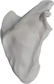 Scapula Bone Model, Right - Anatomically Accurate Human Bone Replica - Eisco