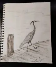 Original Sketch Art Blue Heron Pose 12x9