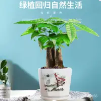 在飛比找蝦皮購物優惠-【破損包賠】【品質保證】花卉盆栽植物 室內發財樹盆栽室內客廳