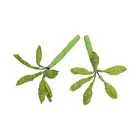 Green Model Trees to Accentuate Your Architectural Sceneries Pack of 10