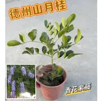 在飛比找蝦皮購物優惠-田尾玫瑰園 l 德州山月桂、香花紫藤【5吋盆 高度約25cm