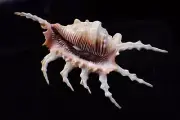 Sea shell- lambis scorpio big size 174-m.m. f+++