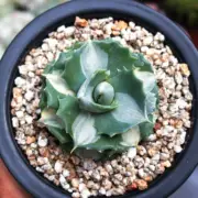 5-6cm Agave Isthmensis Mediopicta Alba Beautiful Garden Rare Indoor Planting