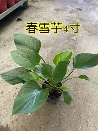 在飛比找Yahoo!奇摩拍賣優惠-^花草巷弄^ 4吋盆 // 春雪芋 // 觀葉植物