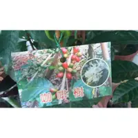 在飛比找蝦皮購物優惠-花花世界_喬木水果苗--咖啡樹，(阿拉比卡)--葉緣波浪狀/