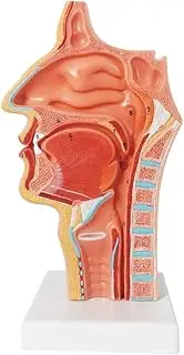 Human Organ Model Sagittal Section Anatomical Model of Human Nasal Cavity, Oral Cavity and Throat Oral Anatomy Model of Human Nose Throat Throat Nasal Cavity