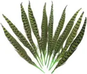 Green 10Pc Natural Dyed Pheasant Tails Feathers 12-14 Inch DIY Decoration Sewing