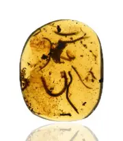 RARE Swarm of Millipedes, Fossil insect inclusion in Burmese Amber