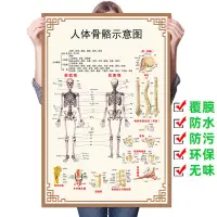 在飛比找蝦皮購物優惠-人體骨骼圖全身椎骨脊柱骨頭關節解剖掛圖教學骨骼構造分布示意圖