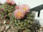 Pediocactus knowltonii SB 304 - 10 seeds, seeds - VERY RARE!